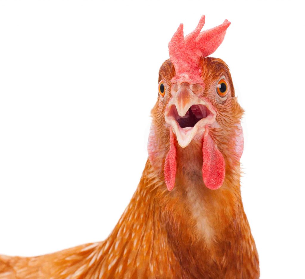 Chicken surprised