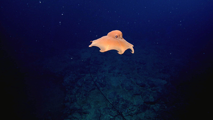 The Grimpoteuthis